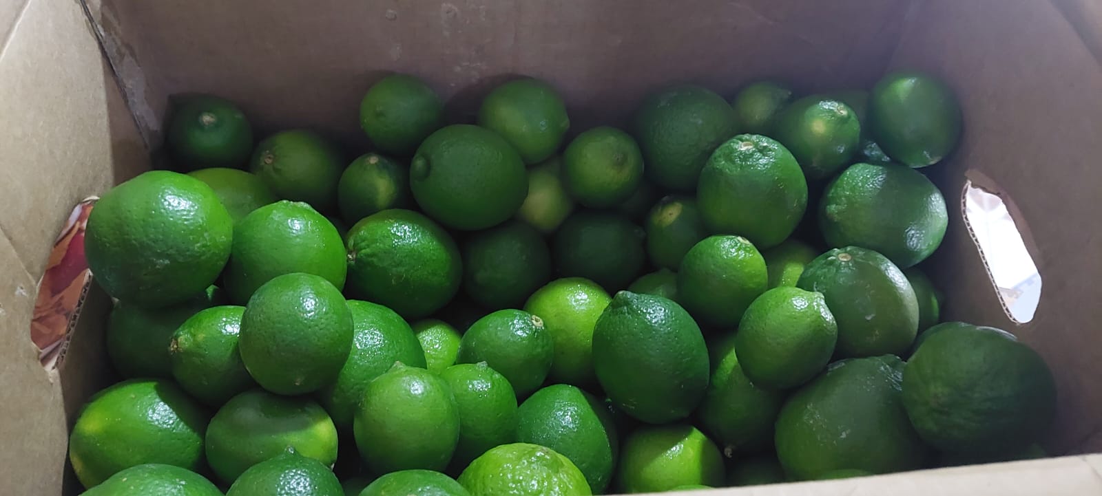 Limón Persa - Exportadora Y Distribuidora Tikvah